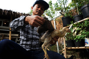 Penggemukan Ayam Kampung - Panji 1.jpg