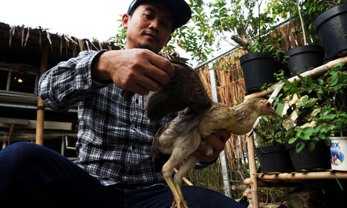 Penggemukan Ayam Kampung - Panji 1.jpg