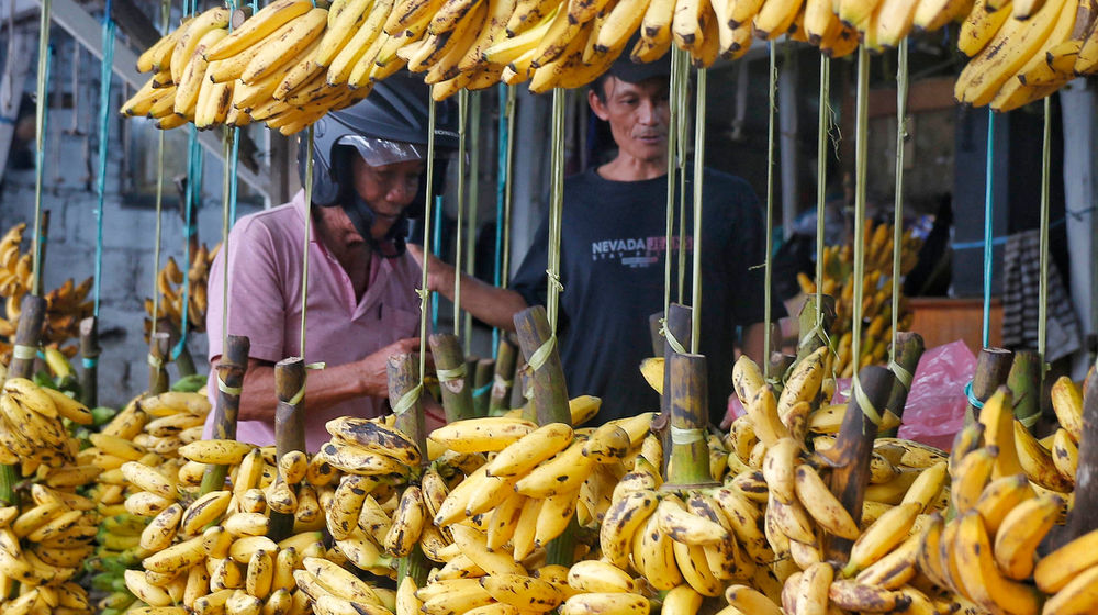Penjualan Pisang Meningkat - Panji 3.jpg