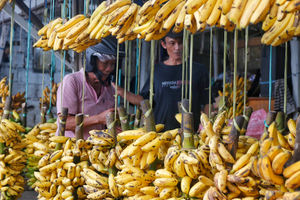 Penjualan Pisang Meningkat - Panji 3.jpg