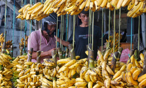 Penjualan Pisang Meningkat - Panji 3.jpg