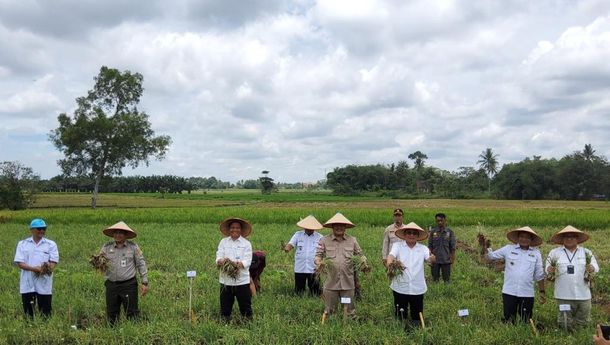 Lamteng Sukses Panen Bawang Merah dengan Teknologi Digital Farming