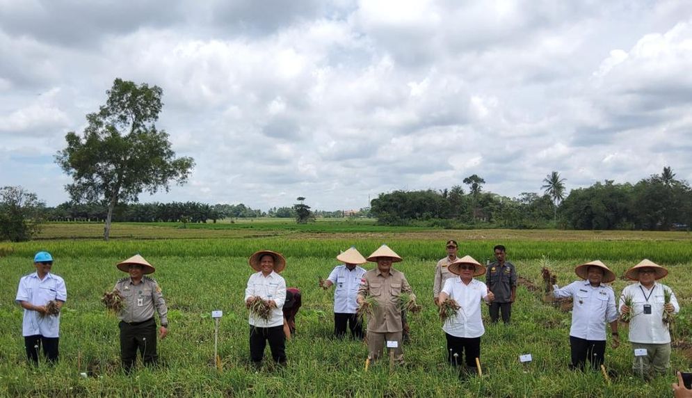  Panen Bawang Merah dengan Teknologi Digital Farming di Lampung Tengah Sukses