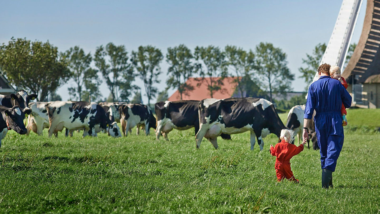 Lahan peternakan sapi milik FrieslandCampina.