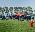 Lahan peternakan sapi milik FrieslandCampina.