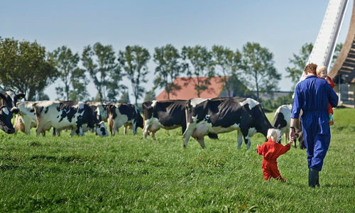 Lahan peternakan sapi milik FrieslandCampina.