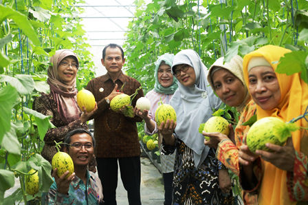 Inovasi UPNV Yogyakarta, Melon Ramah Penderita Diabetes