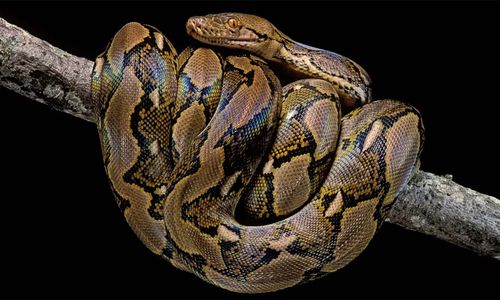 ular piton kembang.jpg