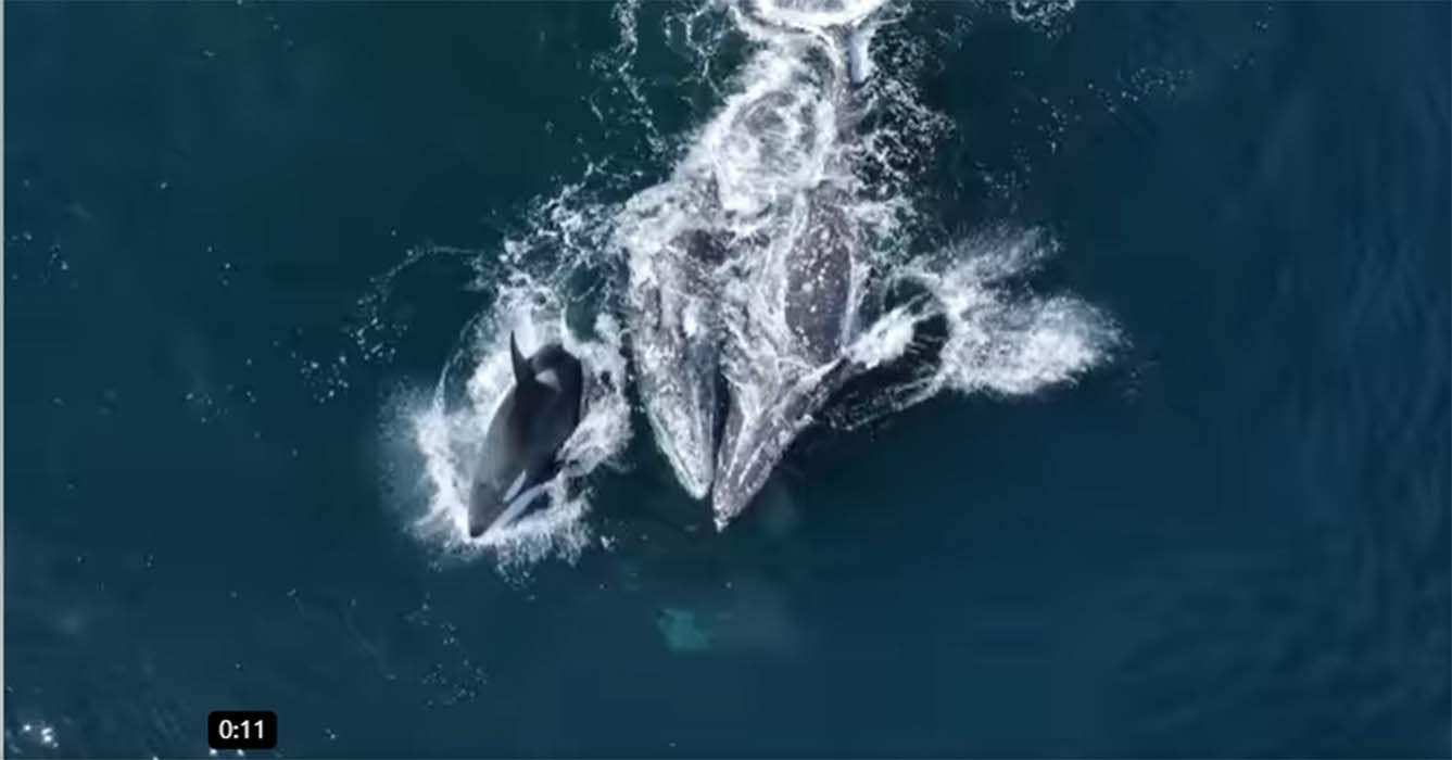 Kawanan Orca Serang Paus Abu-abu - sijori.id