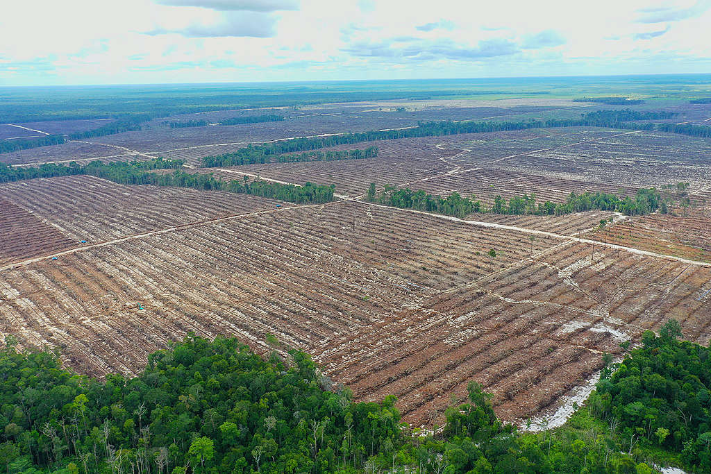 Aerial HTI PT Industrial Forest Plantation (IFP), salah satu pemasok PT Balikpapan Chip Lestari di Kabupaten Kapuas, Kalimantan Tengah, Oktober 2022. 