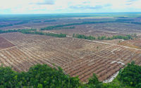 Aerial HTI PT Industrial Forest Plantation (IFP), salah satu pemasok PT Balikpapan Chip Lestari di Kabupaten Kapuas, Kalimantan Tengah, Oktober 2022. 