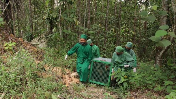 BCA Kembali Berpartisipasi dalam Pelepasliaran 5 Orangutan di Kalimantan
