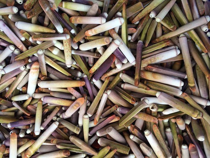ilustrasi kerang bambu - Kini kerang jenis tersebut banyak ditemukan di pesisir Pamekasan tiap malam hari