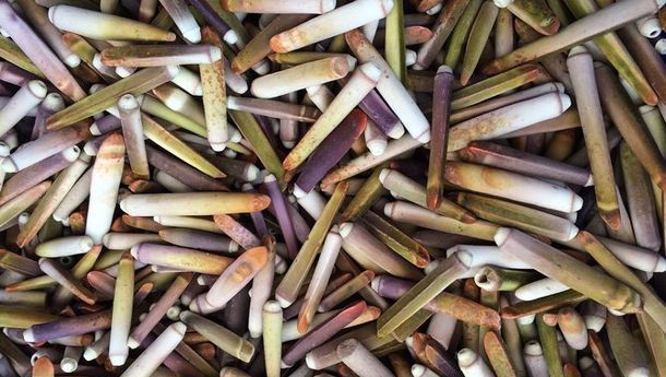 Langka, Kerang Bambu Naik ke Daratan di Pamekasan, Warga Berbondong-bondong Serbu Pantai 
