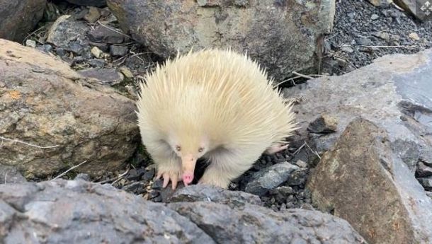 Raffie, 'Babi Landak Albino' Terlihat di Sebuah Jalan di New South Wales, Australia