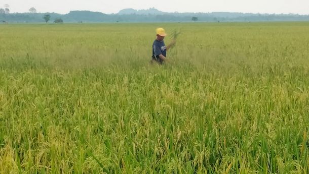 Larangan Jual Gabah Keluar Lampung Matikan Ekonomi Petani