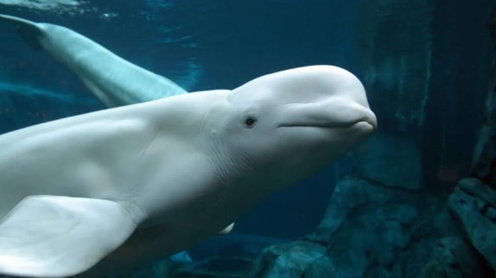 paus beluga mata-mata.jpg