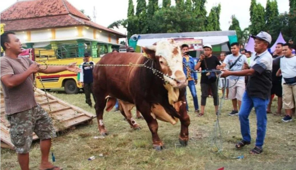 Harga Bisa Menanjak, Ratusan Peternak Ikuti Kontes Sapi dan Domba di Situbondo