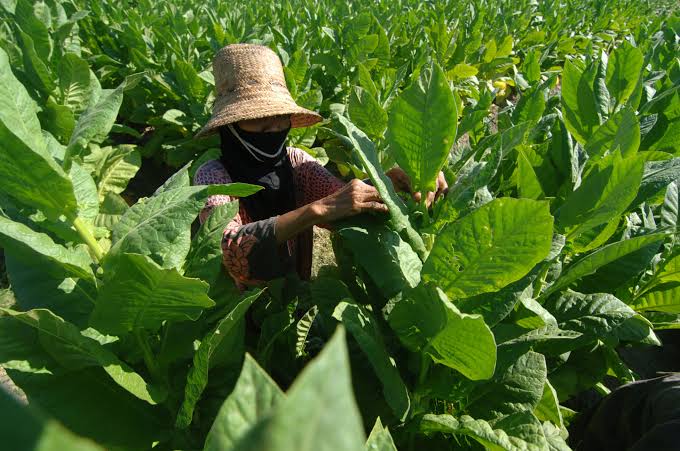 Petani di Jember sedang membersihkan daun-daun tembakau dari gangguan hama. 
