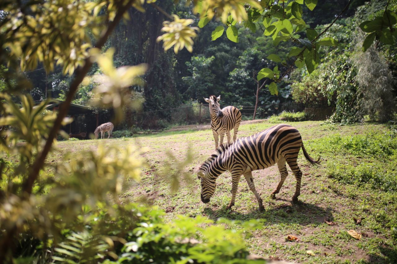 Koleksi kuda zebra di Kebun Binatang Bandung.