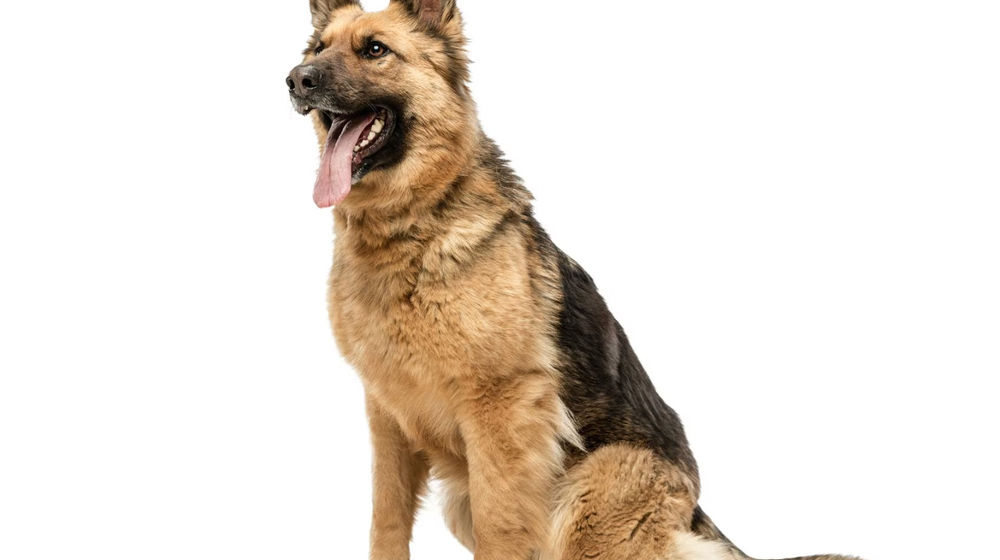 Waspada! Ada 11 Kasus Kematian Akibat Rabies di Indonesia