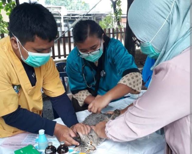 Ditemukan Satu Kasus Rabies pada Kucing, DP3 Balikpapan Guyur 600 Vaksin (foto: Net)