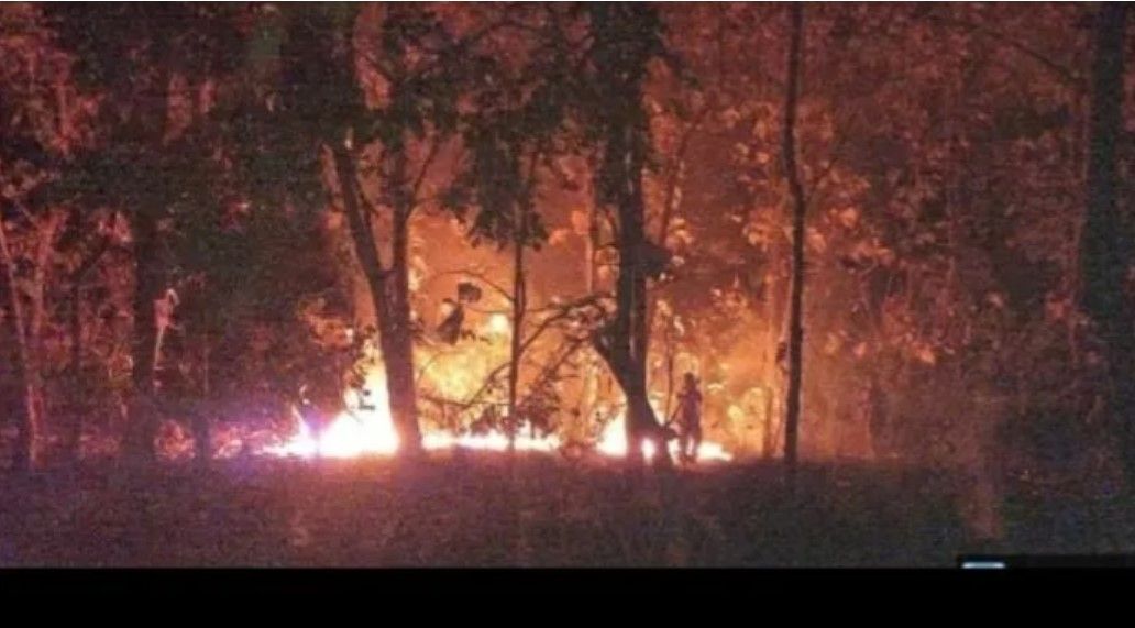 Hutan jati di Baluran Situbondo terbakar.
