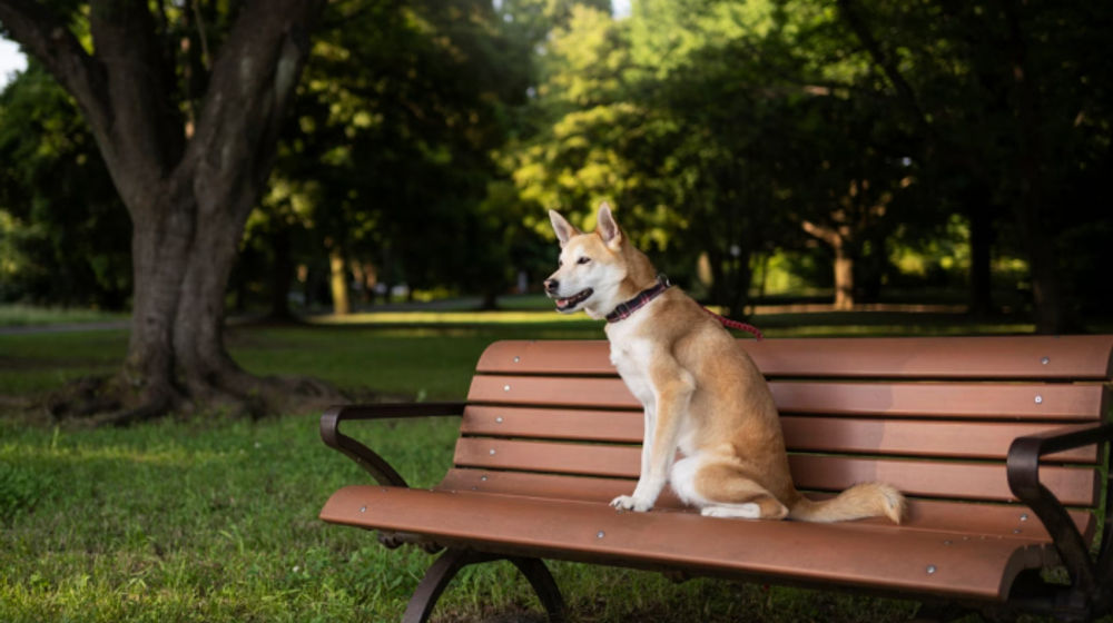 Ketahui Gejala dan Cara Penanganan Rabies pada Manusia