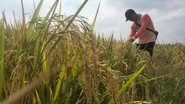 Produksi Terancam Turun, Petani Perlu Bantuan Agri Input