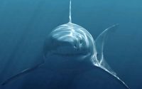 MEGALODON.jpg