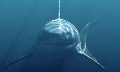 MEGALODON.jpg