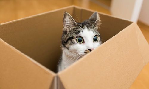 Why-Your-Cat-Loves-Boxes-According-to-Science-318174692-kmsh.jpg