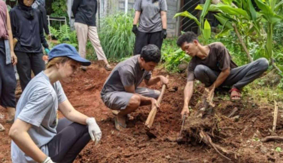 Petani milenial memanen singkong.