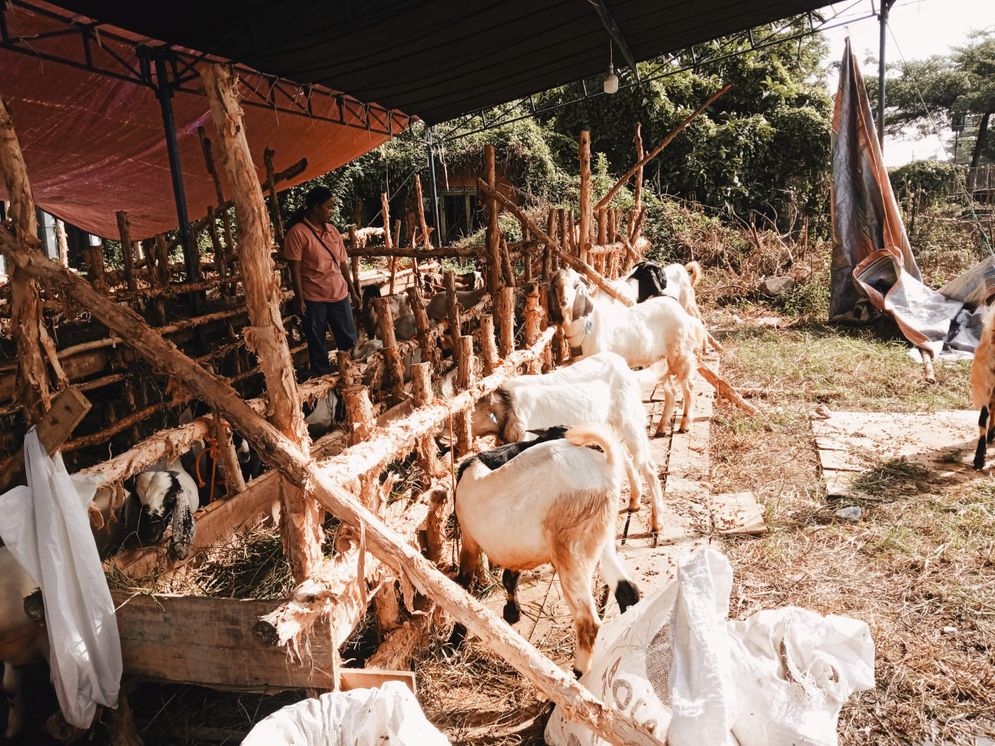 Penjual Hewan Kurban Makin Ramai, Kambing Dibenderol Rp 3 Juta per Ekor