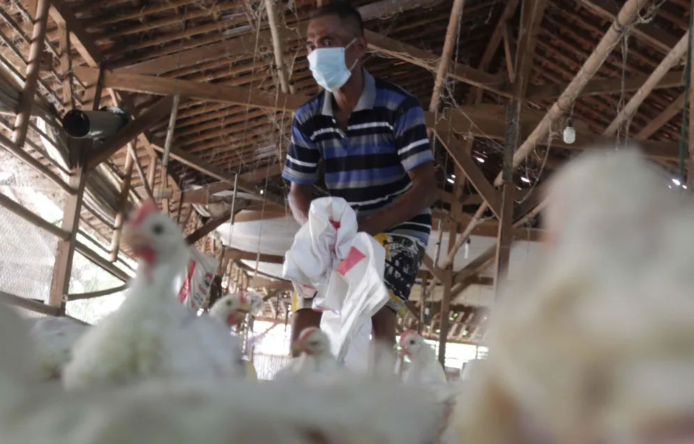 Pemulihan Harga Ayam jadi Angin Segar Industri Poultry