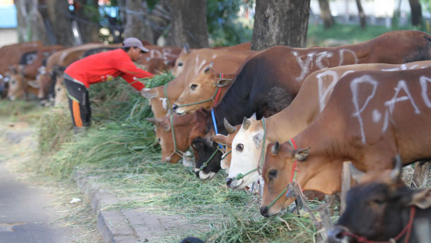 Stok Hewan Kurban Jelang Iduladha Capai 2,7 Juta Ekor