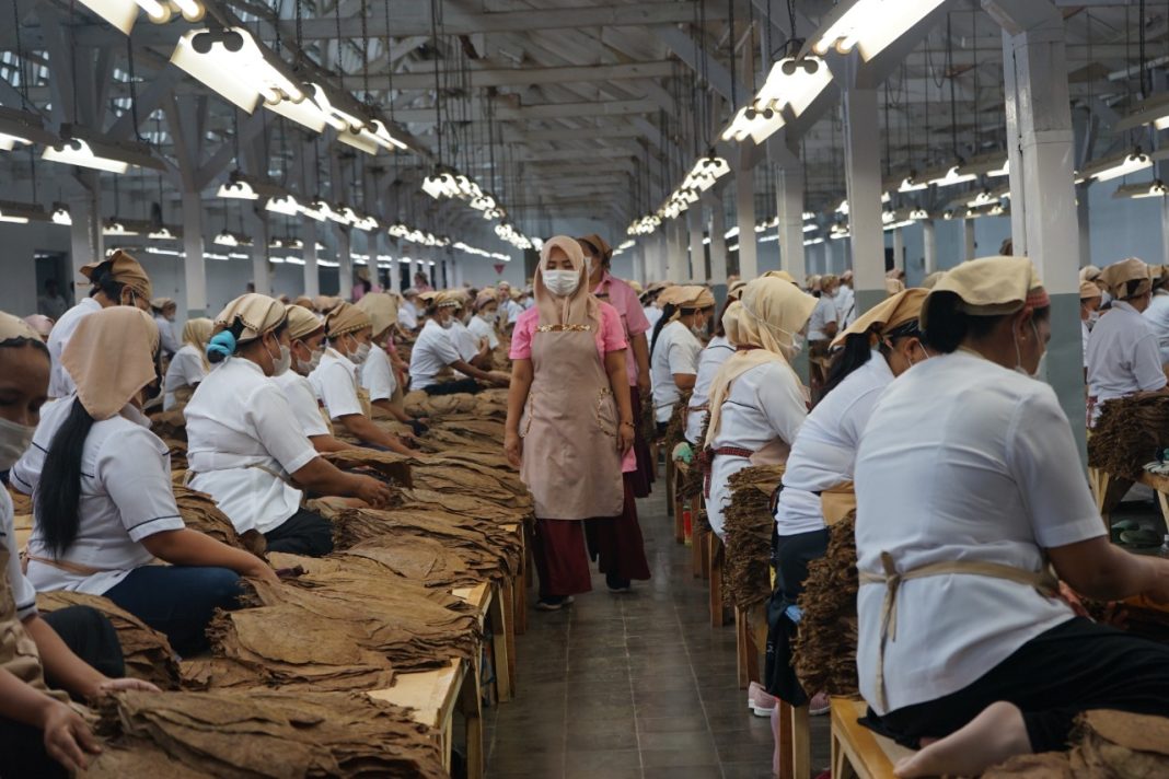 PTPN X genjot produksi tembakau.