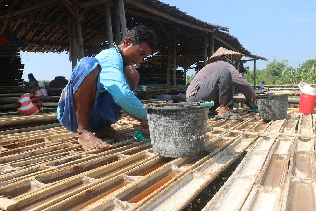 Petani garam sedang memanen garam darat