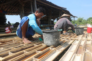 Petani garam sedang memanen garam darat
