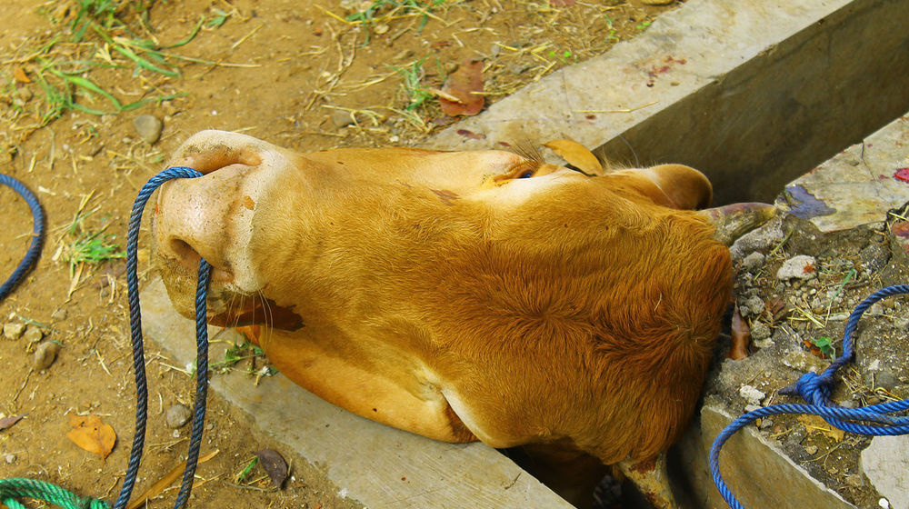 Kepala sapi kurban