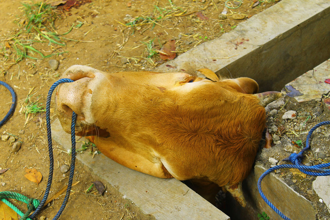 Kepala sapi kurban