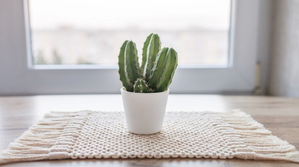 Rekomendasi Tanaman Indoor Membuat Rumah Anda Lebih Segar