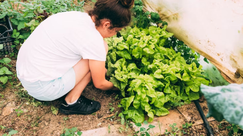 Cara Membuat Kebun Sayur di Rumah
