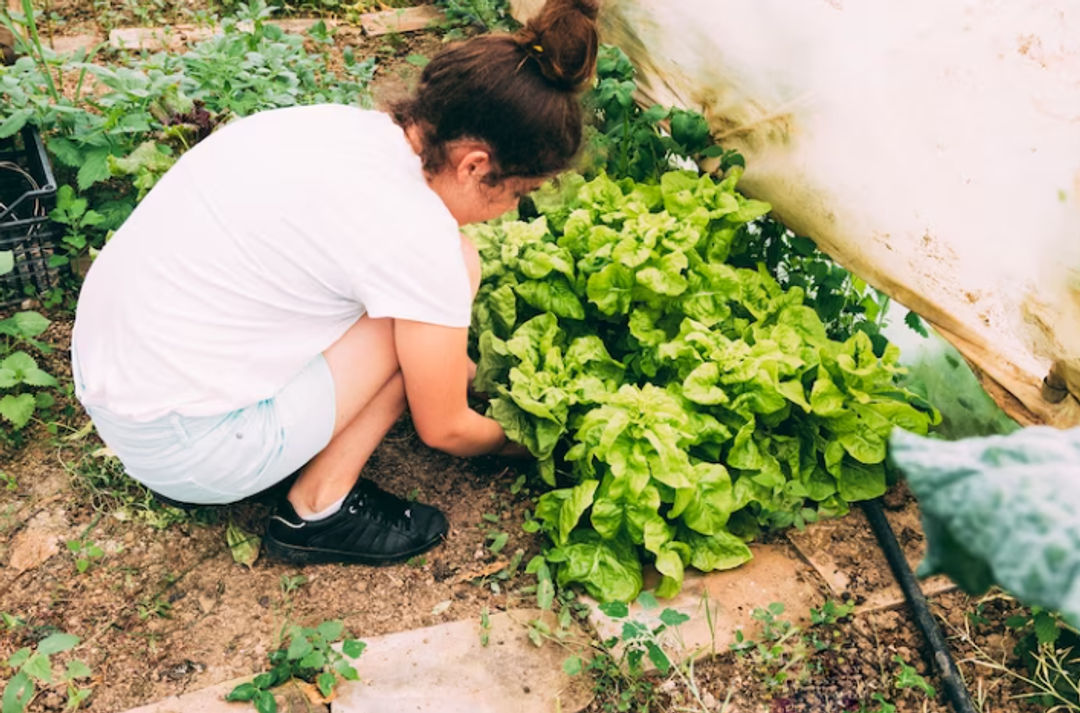 Cara Membuat Kebun Sayur di Rumah