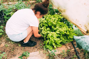 Cara Membuat Kebun Sayur di Rumah