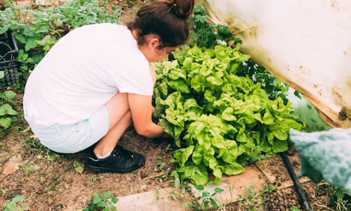 Cara Membuat Kebun Sayur di Rumah