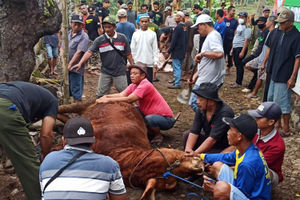 Kurban Yayasan Limaruma 2.jpg
