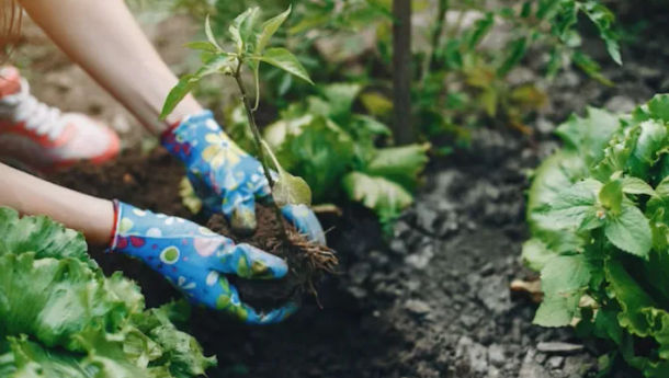 Tips Membuat Kebun Sayur di Rumah10 Cara Membuat Kebun Sayur di Rumah