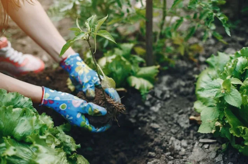 Anda dapat menyalurkan hobi atau waktu senggang Anda untuk membuat kebun sayur sendiri. 
