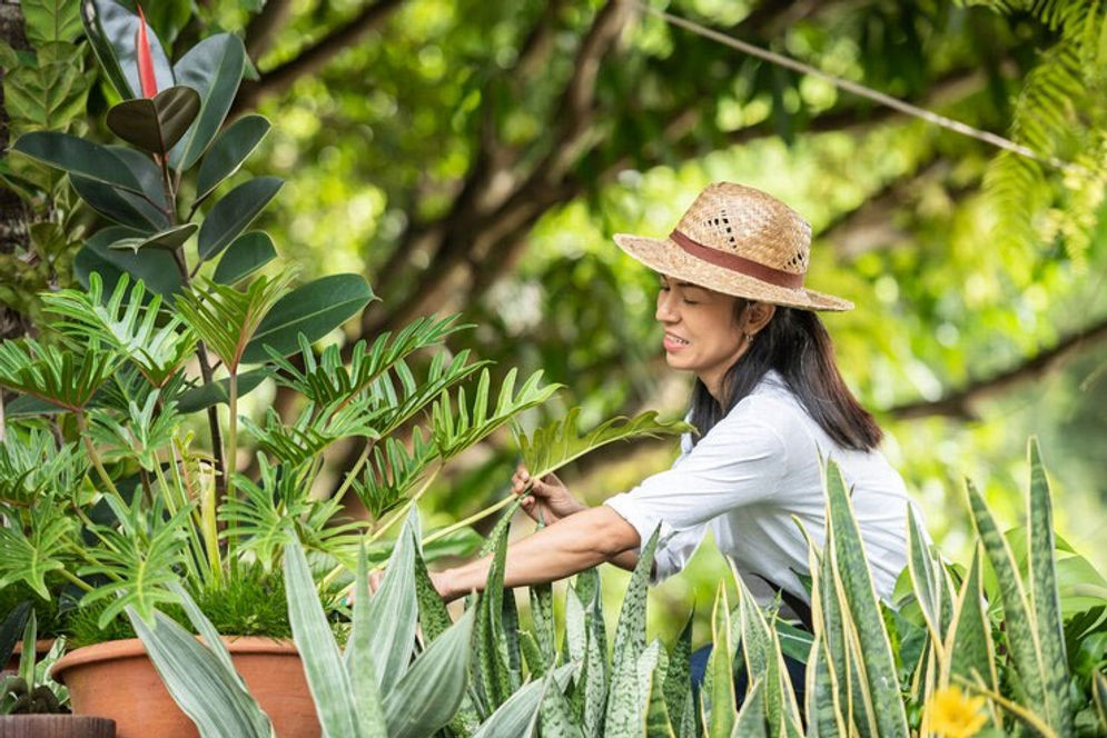 berkebun.jpg